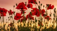 Monday, November 13th there will be NO SCHOOL. Families are invited to join us for our Remembrance Day Assembly at 10:45 after recess on Friday, November 10th.  Please enter and […]