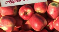 Our PAC is sponsoring an Apple Fundraiser! Enjoy delicious Okanagan apples fresh from the orchard! Great for holiday baking & healthy snacking! Place your order before November 13th. Please click […]