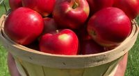 Our Capitol Hill PAC is excited to offer a fall Apple Fundraiser which brings fresh, high quality apples from Sun-Oka Fruit Farms to your table at a great price! Order [&hellip;]